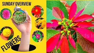 Sunday Garden Overview.December Flowering .Flowering of my garden.