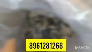 Today Desi Tangra Fish Seed Delivered 🐟🐟🐟✈️✈️✈️(Dt-19/12/2022)