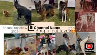 Bhopal Dog Show 2026😳🦮Best Dog Show In Bhopal❤️#dog#show#bhopal#pet#show#video#all#tips#dogshorts 