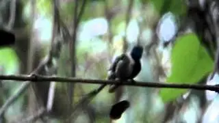 Marvelous Spatuletail at the Lek   Film