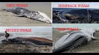 Mass Species Die Off All Whales Could Gone From All Oceans In 4 Years Post Fukushima Insects Birds