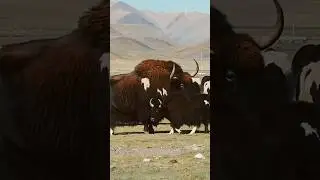 The Biggest Yak Breeding Problem❗️| Wild Yak Hanging With Domestic Yaks #angry #animals #tibet