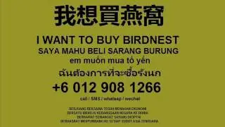 swiftlet birdnest sound