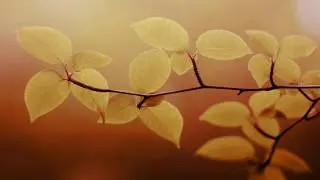 Silent Poets ft Thom - Moment Scale (dub master X rmx) HD
