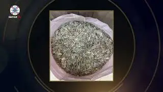 حلقة جديدة من شذرات الموصل القديمة الكرزات في الموصل