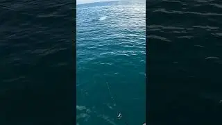 Epic Topwater Strike! 🎣 Fishing from a Longtail Boat in Thailand #fishingworld #youtubeshorts