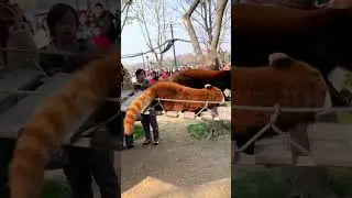 Red panda core.😍so cute 🥰 #fyp #happy #redpanda #cute #youtube #core #funny #Love