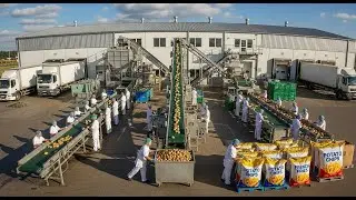 Inside the Largest High-Tech potato Factory You've Never Seen Before (Full Process)