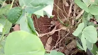 มาใสกับคืเก่าพีน้อง🌳🐀