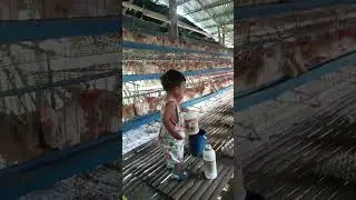 baby jaden collecting eggs #highlights
