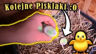 TEGO SIĘ NIE SPODZIEWAŁEM !!! Kolejne pisklaki :O