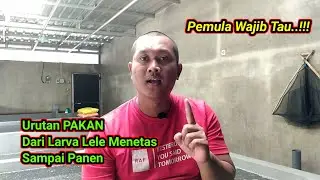 URUTAN PAKAN LARVA LELE BARU MENETAS SAMPAI PANEN