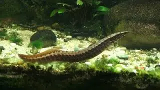 G&uuml;rtelstachelaal, Macrognathus circumcinctus