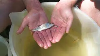 Rijeka Sutla