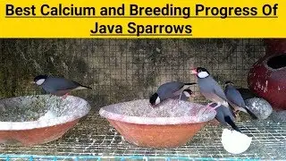 JAVA BIRDS BEST CALCIUM SUPPLIMENT & BREEDING PROGRESS ||UB||