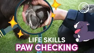 How to check our dog's paw! ❘ Life Skills💎