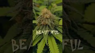 Специальный Куш #1 #вирусноевидео #видео #прополка