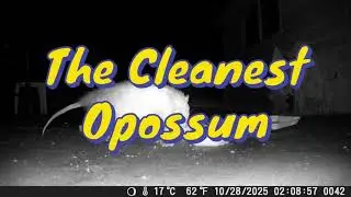 The Cleanest Opossum: A Trail Cam Video
