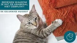 REDENEN WAAROM JE KAT DE KRABPAAL NIET GEBRUIKT!  - De gelukkige huiskat | Kattengedrag