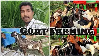 Best quality Beetal ছাগলী Ph- 9085543168