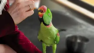 Getting Alexandrine to Take Treats Without Biting | Rasta