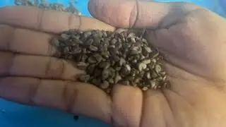 புளிச்சக்கீரை விதை எடுக்கலாமா | Gongura seeds | seeds collecting | garden | terrace garden | harvest