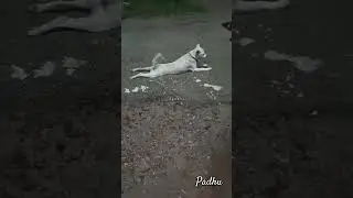 dogs lover funny comedy videos 😂📸 dogs # vadi Velu comedy videos