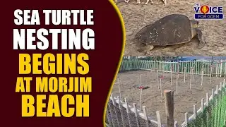 Sea Turtle Nesting Season Begins at Temwada Morjim