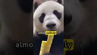 🍴🐼 Bizarre Bites: The Strangest Diets in the Animal Kingdom!  #naturelovers #facts