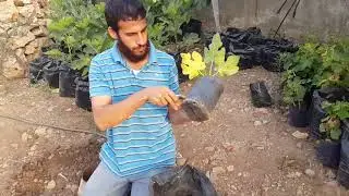 زراعة التين