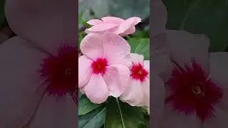 Sadabahaar🌸 #ytshorts #sadabahaar #periwinkle #vinca #sadabahaarkephool #treandingshort #viralvideo