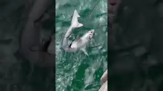 AMAZING FISHING - shark 🦈- Malibu Pier💦🐠🎣😊🇺🇸