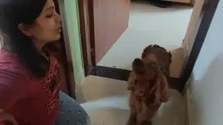 Dog song🐕🐕 ft Jackie. #Singing sensation#dogscansing#singsong#dogsofyoutube#happy#celebrity🤙