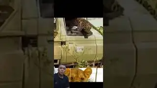 Леопард прыгнул и напал на машину 🐆 История Вирасены #короткометражныйвидео #шорты #вирусный #тренд