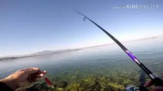Pesca de sepias, 9 capturas.