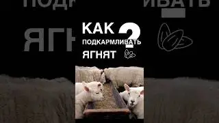 Как подкармливать ягнят? #овцеводство #подкорм #ягнята #бараны #комбикорм
