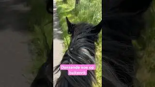 Dansende koe op buitenrit #vlog #pony #equestrian #paard #paardrijden #animals #funny #animals #cow
