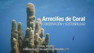 Arrecifes de Coral: Conservaci&oacute;n y Sostenibilidad | WCS Cuba