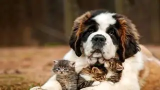 Saint Bernard Heartworm Prevention