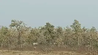 Rojde dikhe jungal me | neel gay dikhai di jungal me 😄😄
