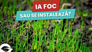 Putem &icirc;nsăm&acirc;nța vara? | Gazonul pe scurt
