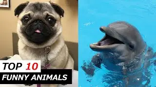 Try Not To Laugh Challenge - Funny Animals Compilation | 😂 Top 10 Funny Moments 😂