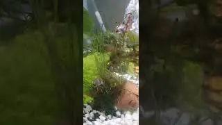 My Freshwater pom pom crabs r out 
