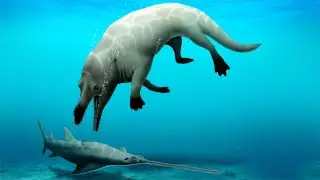 4 Legged Whale Found