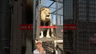 Did lion become free #shorts #shortvideo #short #shortsfeed #shortsvideo #shortvideos #lion