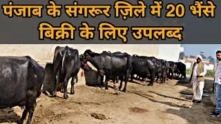 20 Buffaloes Available For Sale. Village-Bhullan,District-Sangrur,Punjab