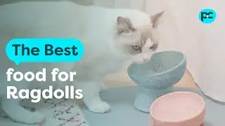 The best food for #ragdolls | PET CIRCLE