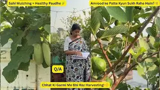 Amrood ke patte sukhne ka reason & solution|Fruits wale paudhon ki mulching|Flower drop problem