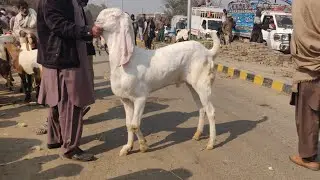 Wednesday update makhi channay bakray, Qubrani ka Mall dasichtray Sindhi bakray