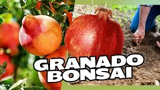 Bonsai de granado de semilla.